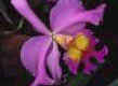 Orchid Image - Web Site Design